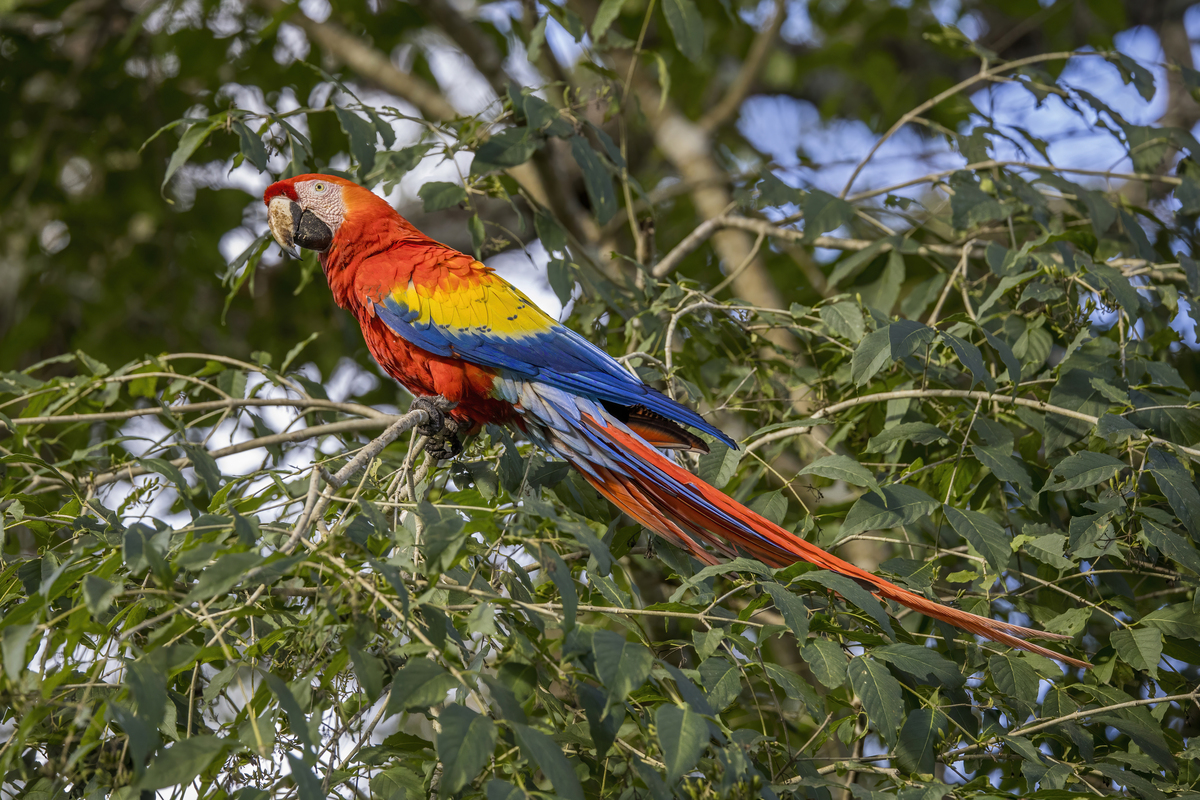 Scarlet macaw perched on a branch