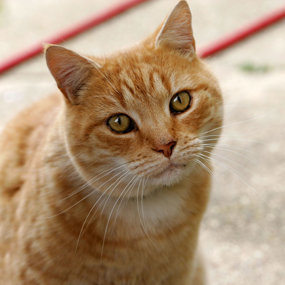 Domestic short-haired cat with green eyes