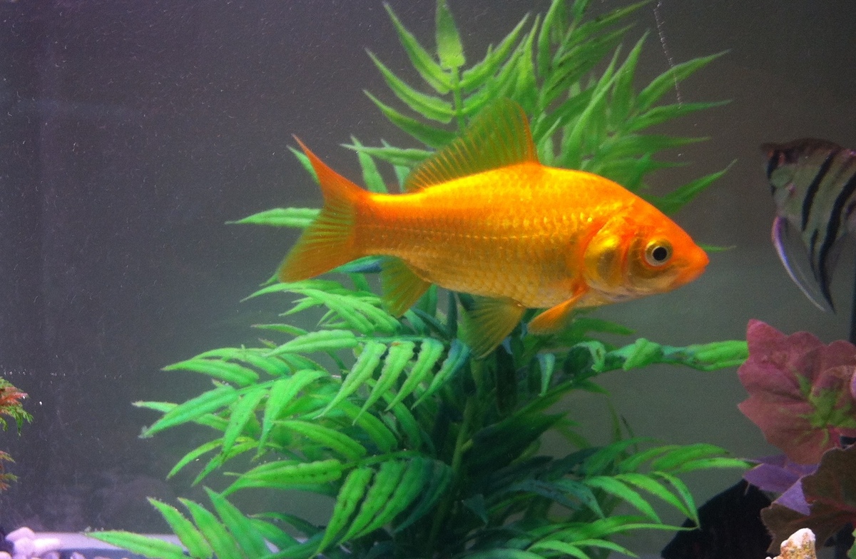Goldfish in clear freshwater