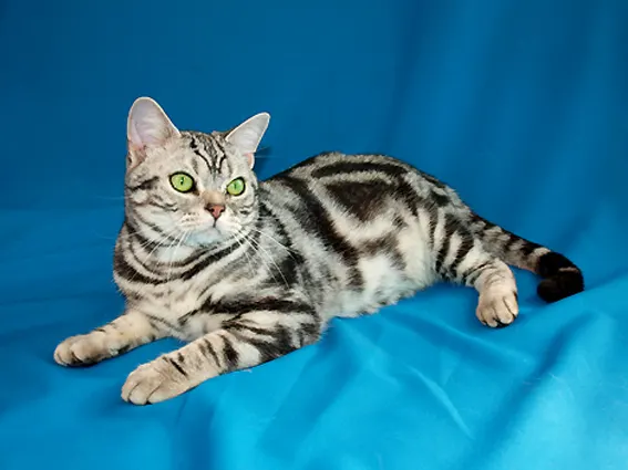 Are American Shorthair Cats Good with Kids? illustration