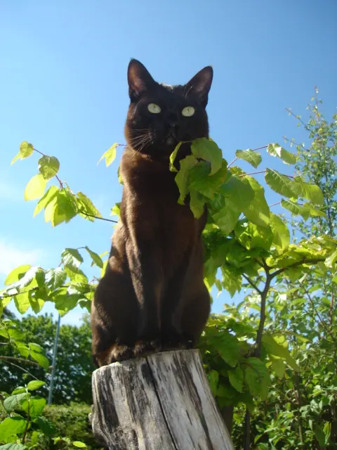 Asian Cat