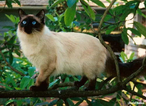 Balinese Cat Temperament & Personality illustration