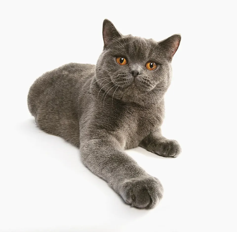 Best Food for British Shorthair Cats: Nutrition Guide illustration