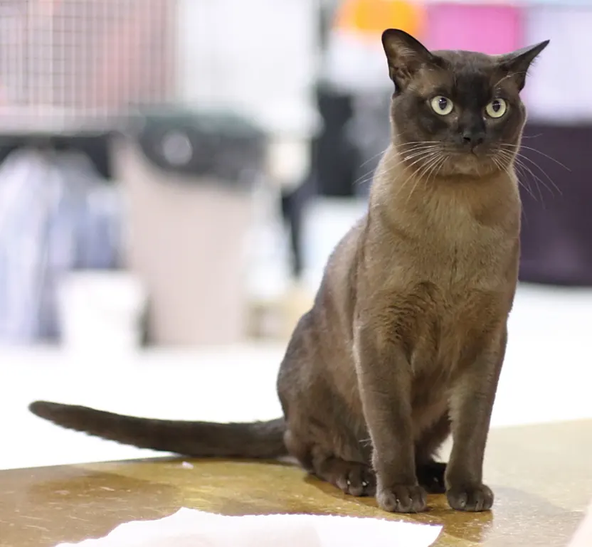 Burmese Cat Indoor Living Guide illustration