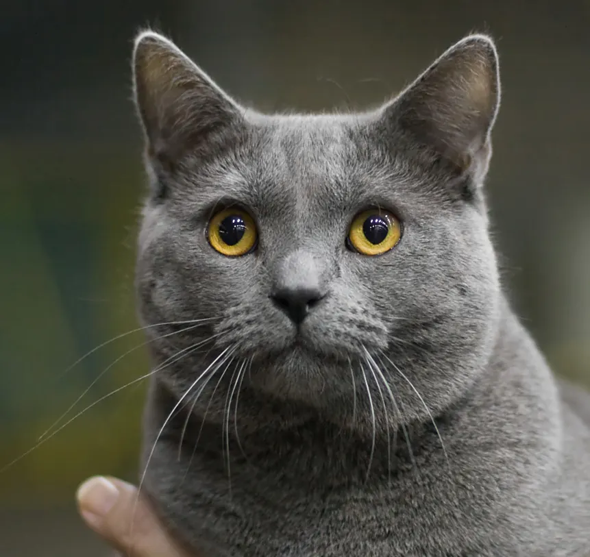 Chartreux Cat Grooming: Coat Care Guide illustration