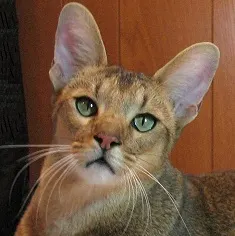 Chausie Cat