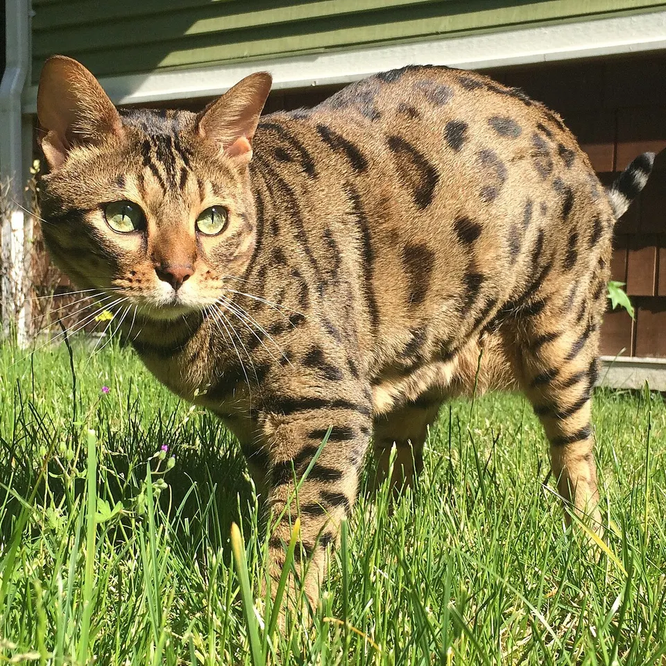 Cheetoh