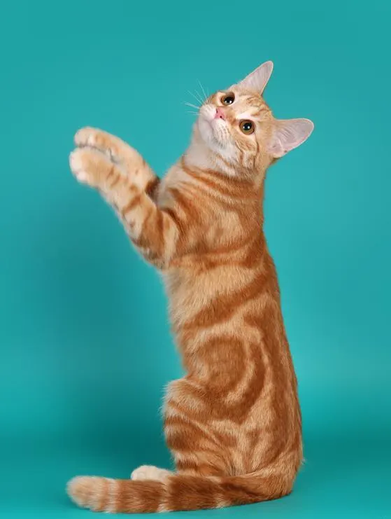 European Shorthair