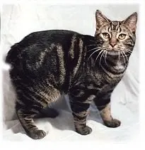 How to Adopt a Manx Cat: Rescue Guide illustration