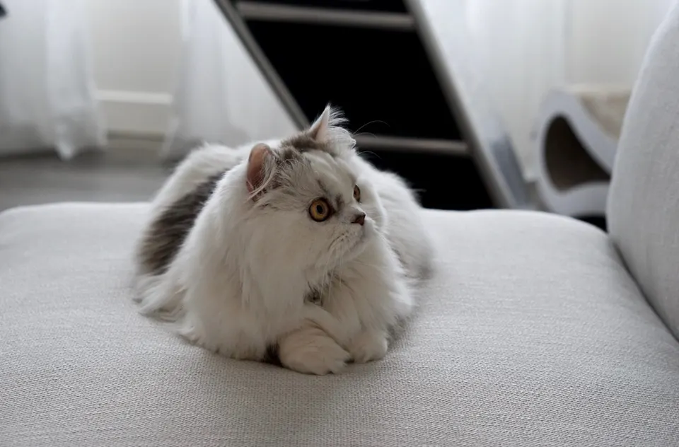 Minuet (Napoleon)