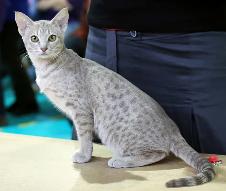 Ocicat Cat Indoor Living Guide illustration