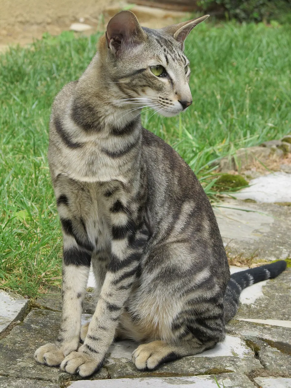 Are Oriental Shorthair Cats Good with Kids? illustration