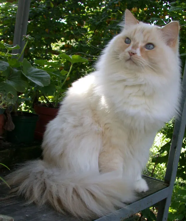 Ragamuffin Cat Temperament & Personality illustration