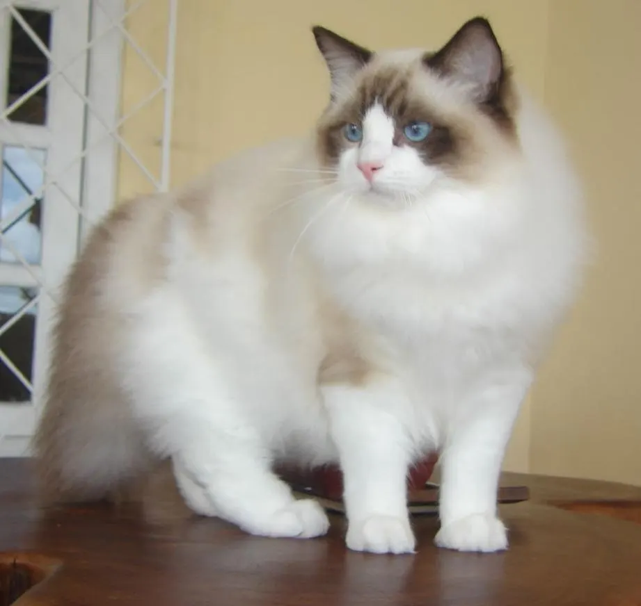 Ragdoll Cat Lifespan & Longevity Guide illustration