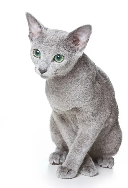 Are Russian Blue Cats Good with Kids? illustration