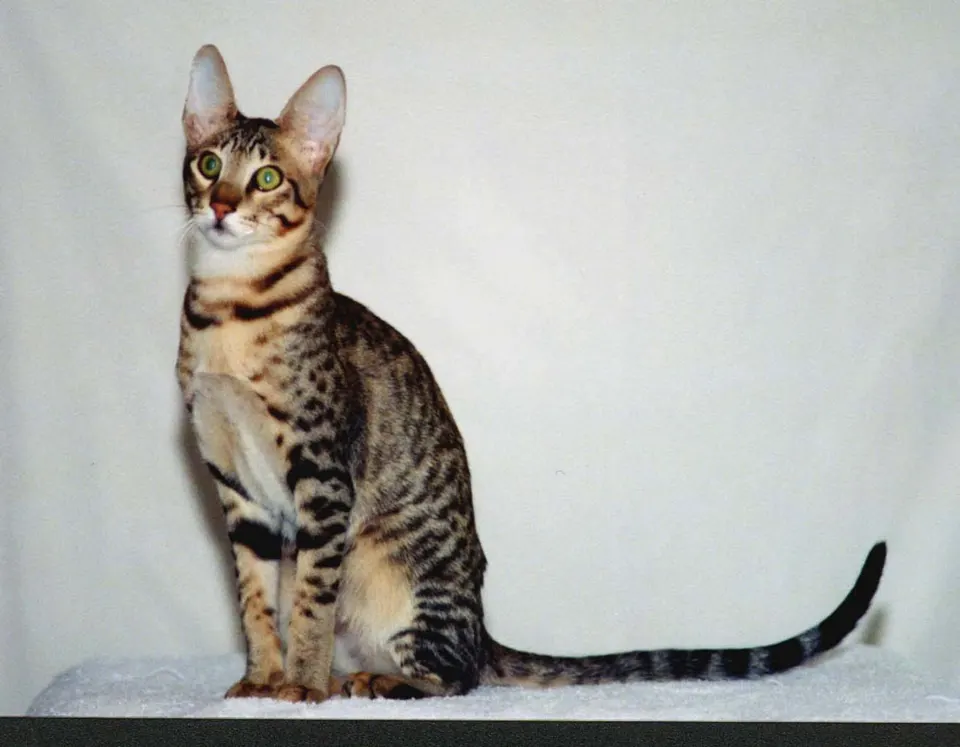 Serengeti Cat