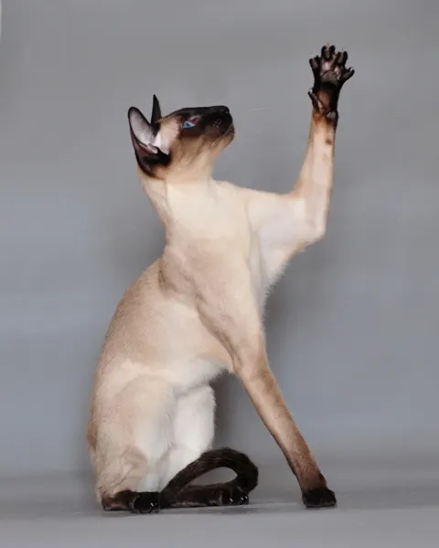 Siamese Cat Health Guide illustration