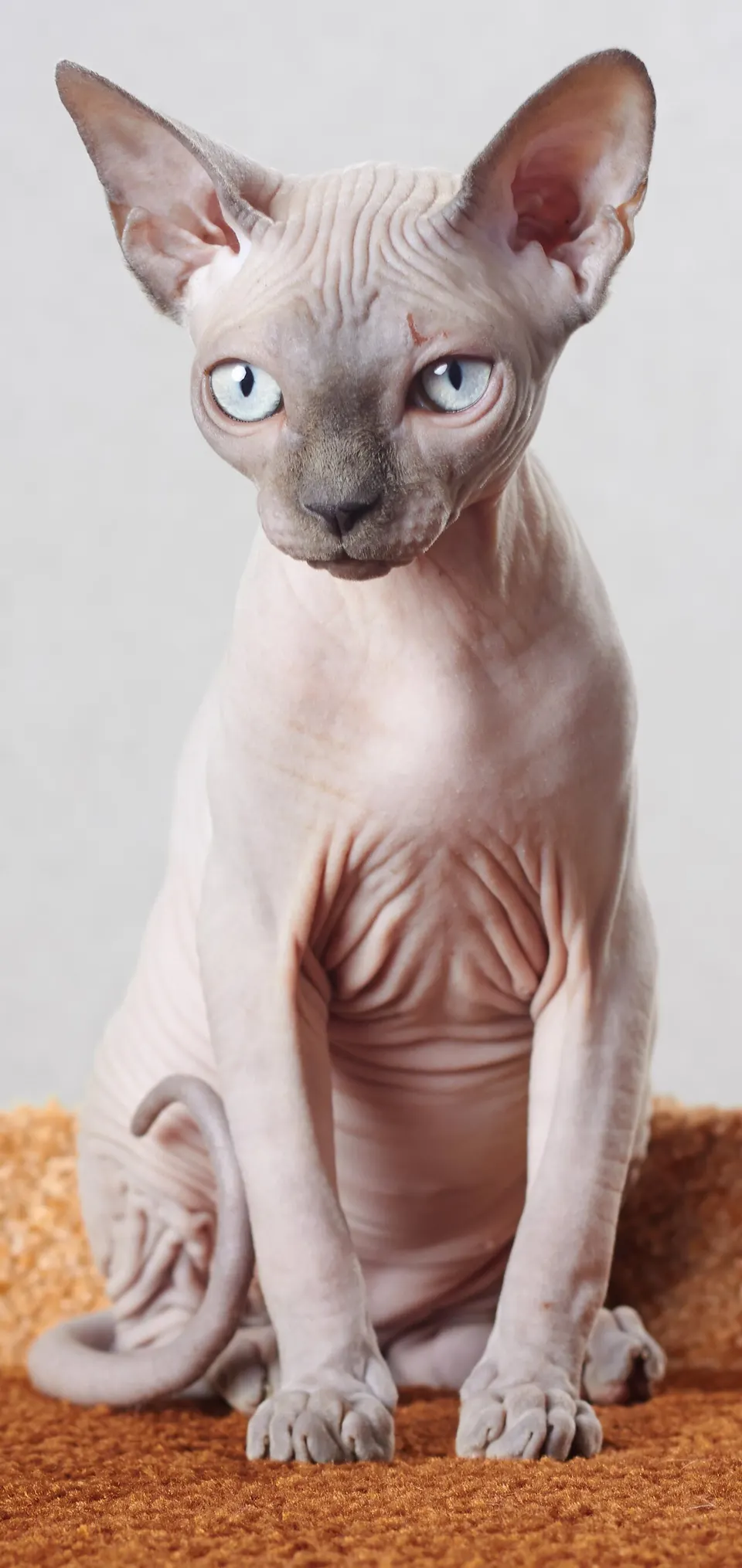 Sphynx Cat Lifespan & Longevity Guide illustration