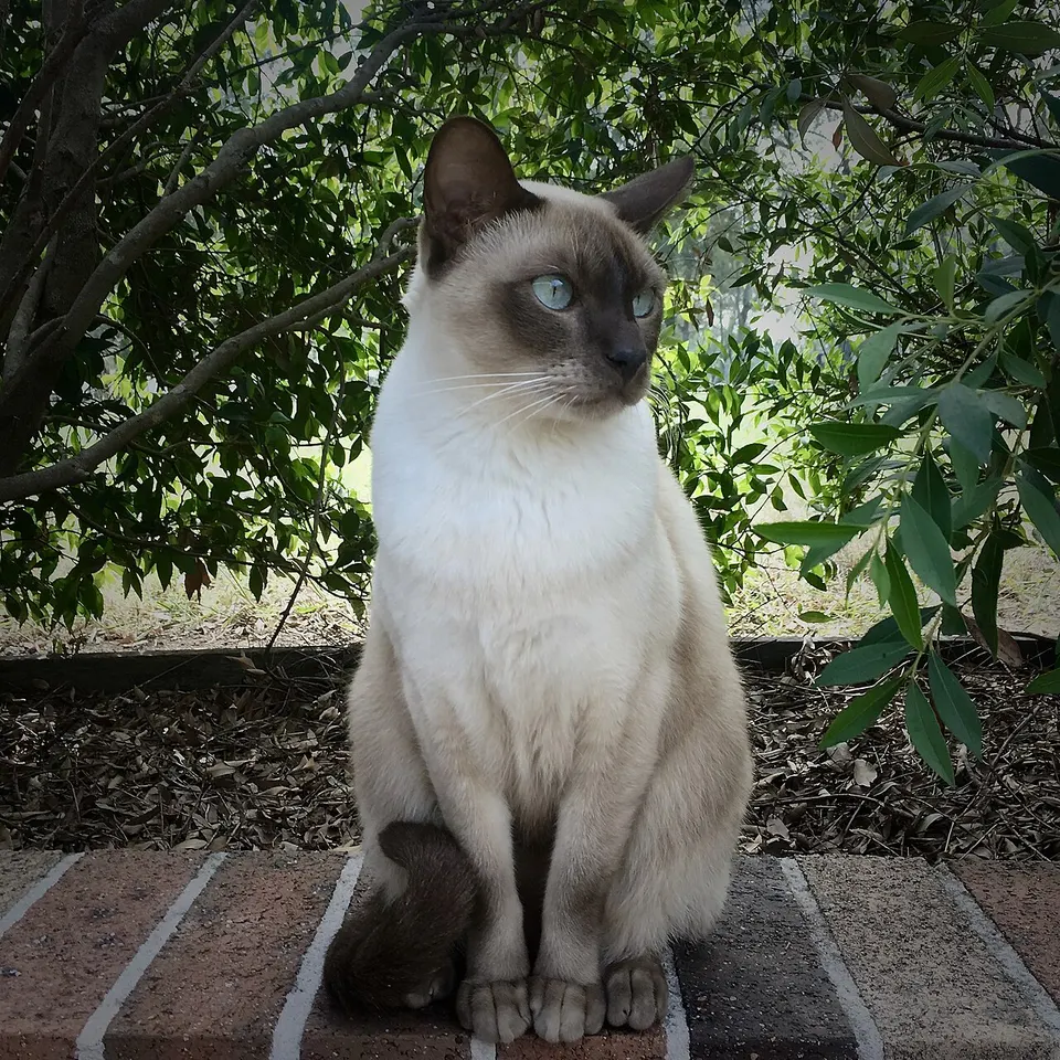 Tonkinese Cat Indoor Living Guide illustration