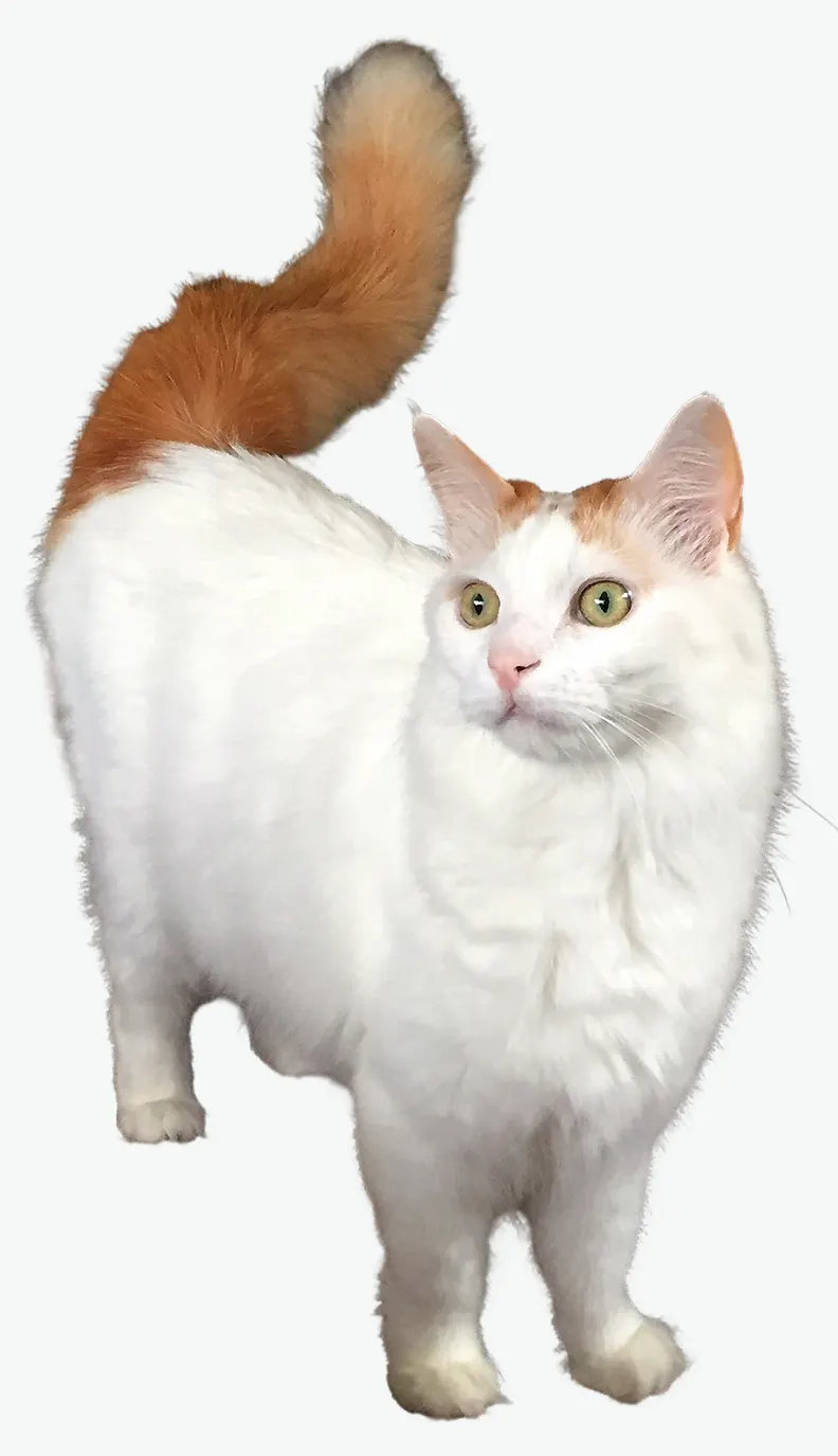 Turkish Van