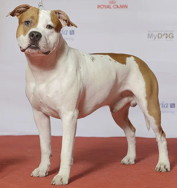 American Staffordshire Terrier Lifespan: How Long Do They Live illustration