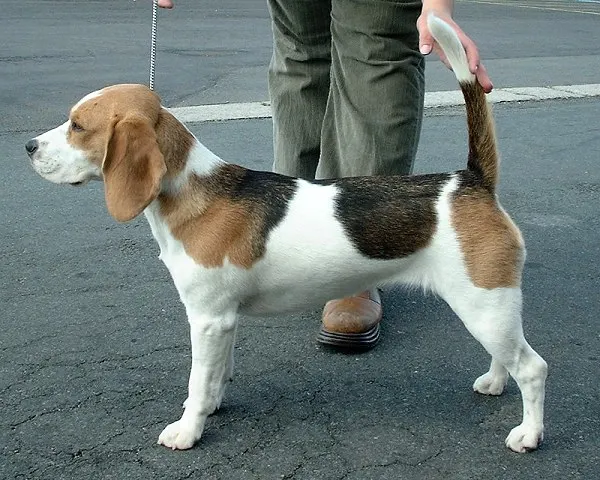 Beagle exercise & Fitness Guide illustration