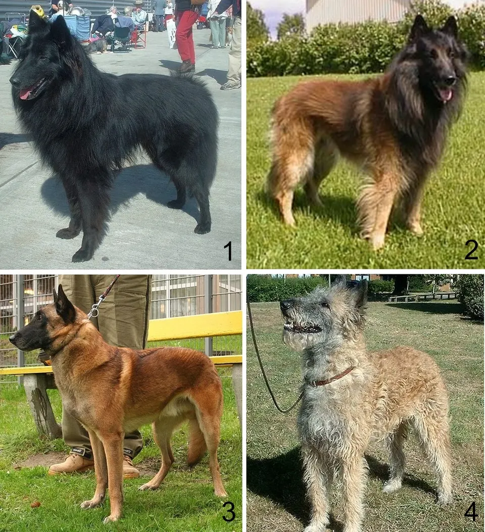 How Big Do Belgian Malinoiss Get? Size & Growth Guide illustration