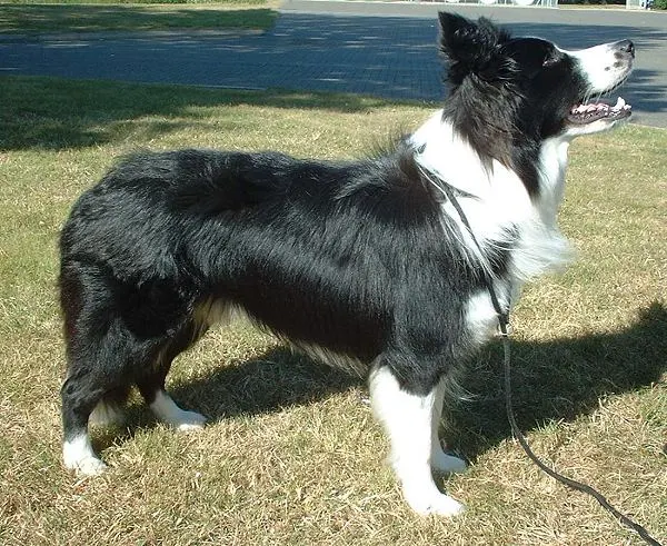 Border Collie exercise & Fitness Guide illustration