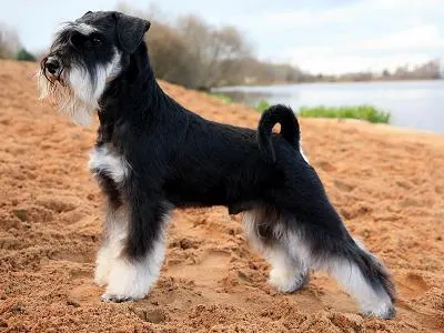 Miniature Schnauzer exercise & Fitness Guide illustration