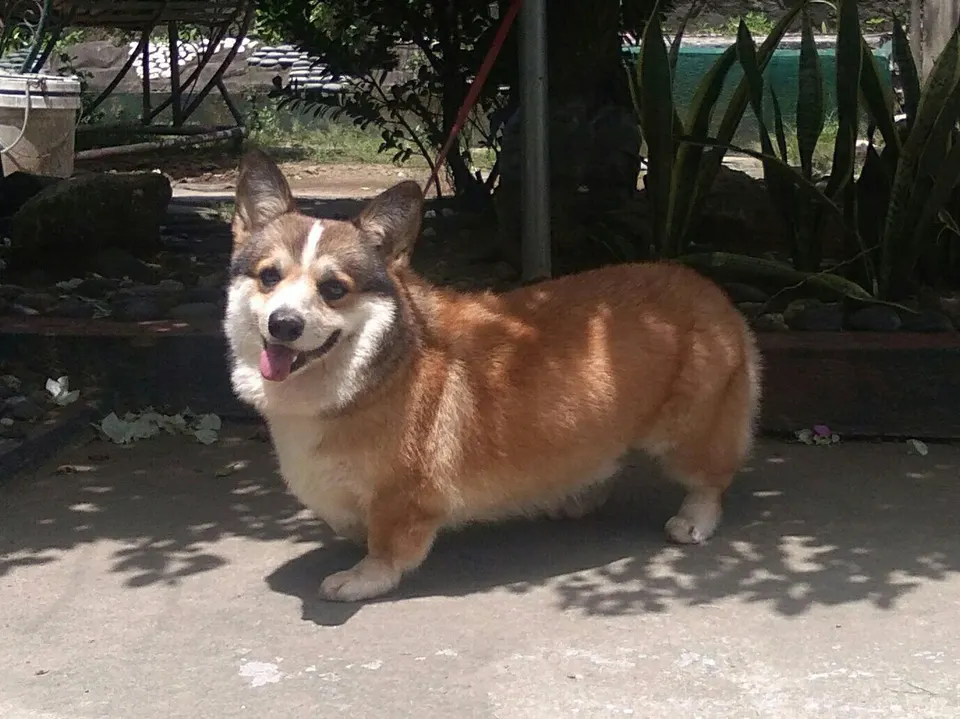 How Big Do Pembroke Welsh Corgis Get? Size & Growth Guide illustration