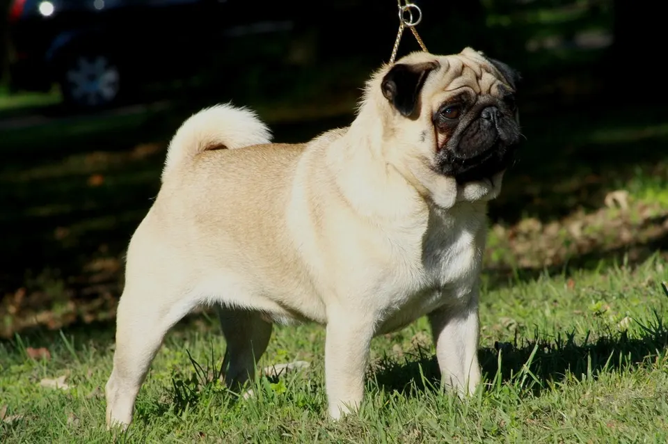 Pug exercise & Fitness Guide illustration