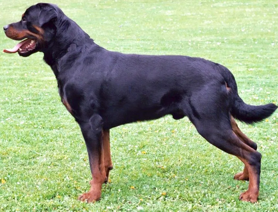 Rottweiler Health Guide illustration
