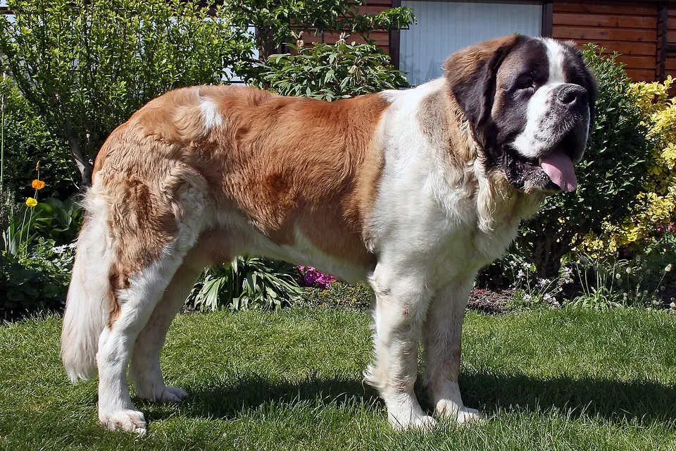 St. Bernard exercise & Fitness Guide illustration