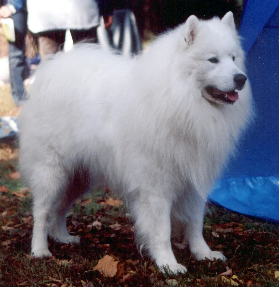 Samoyed exercise & Fitness Guide illustration