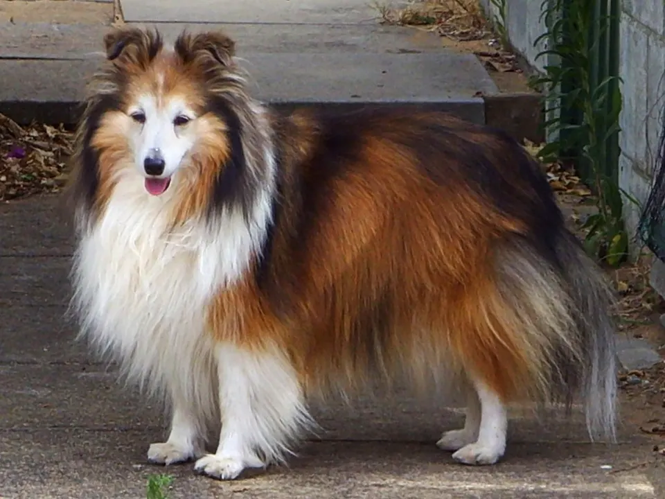 Collie vs Shetland Sheepdog: Breed Comparison illustration