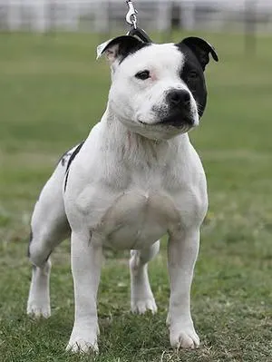 Staffordshire Bull Terrier Health Issues: Common Problems & Prevention illustration