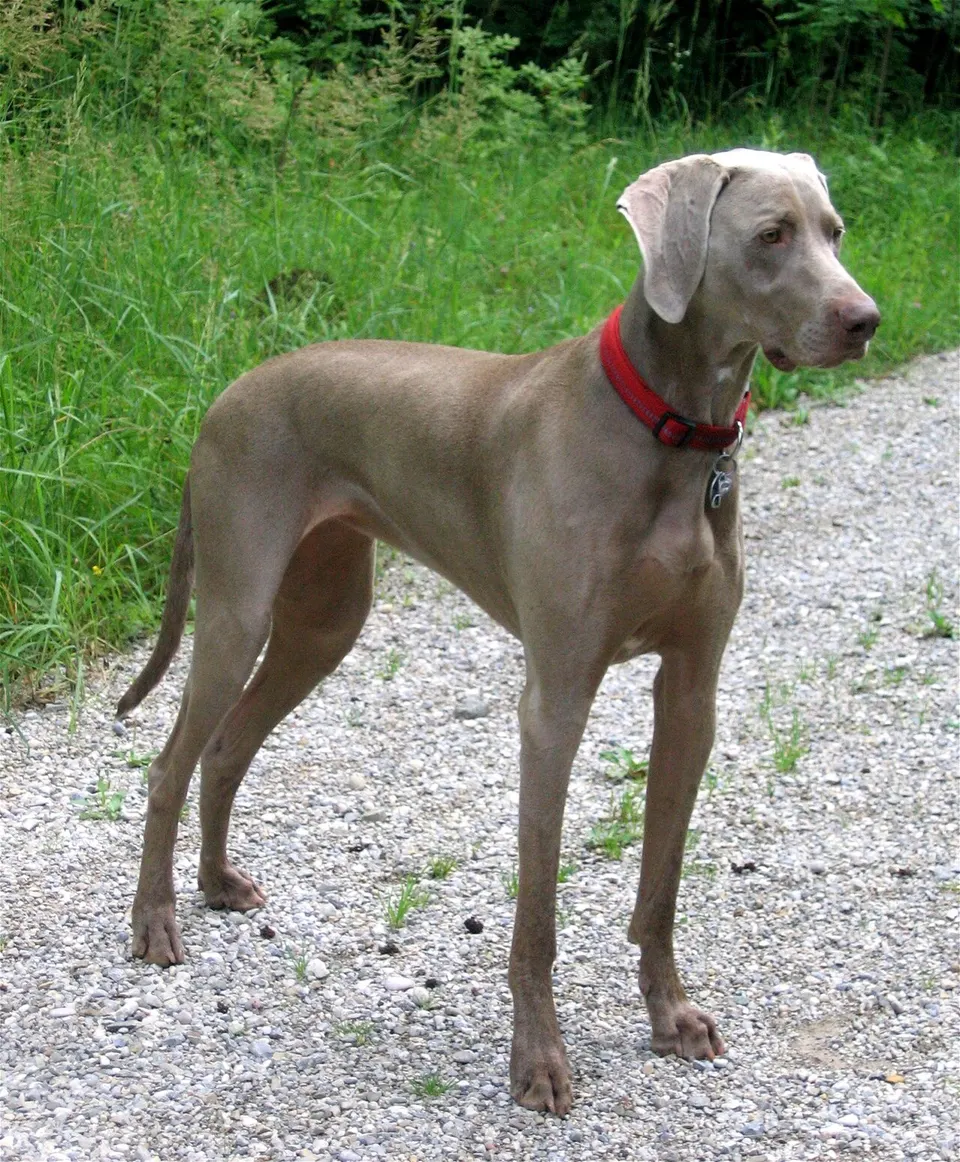 Weimaraner exercise & Fitness Guide illustration