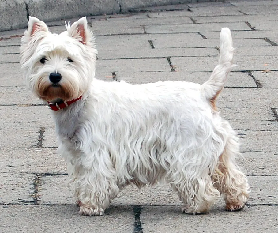 West Highland White Terrier exercise & Fitness Guide illustration