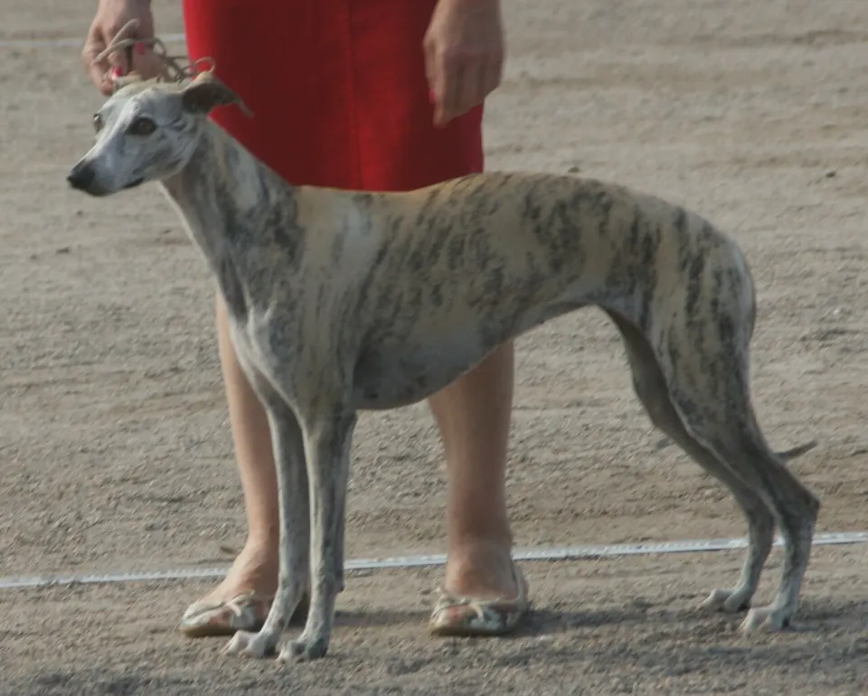 Whippet exercise & Fitness Guide illustration