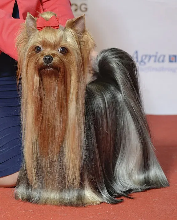 Yorkshire Terrier exercise & Fitness Guide illustration